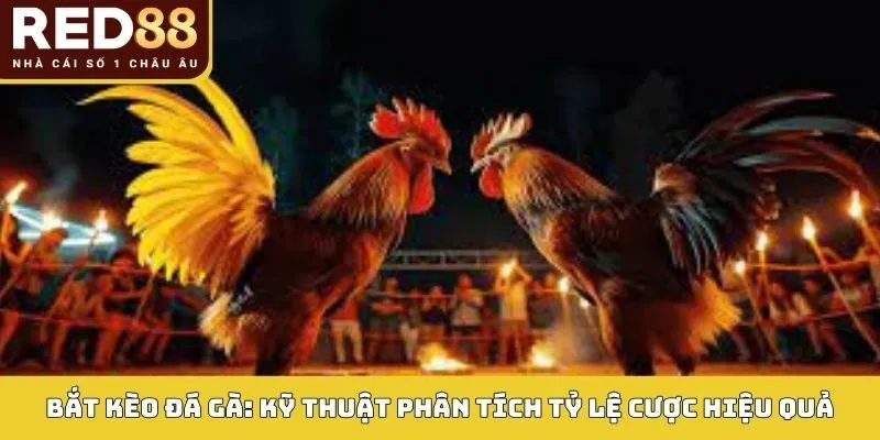 Bắt Kèo Đá Gà: Phân Tích Sâu Tỷ Lệ Cược, Tối Ưu Lợi Nhuận 1 Bắt kèo đá gà tại Red88