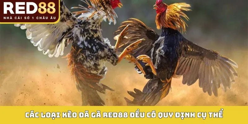 ĐÁ GÀ 3 Các loại kèo đá gà Red88 đều có quy định cụ thể