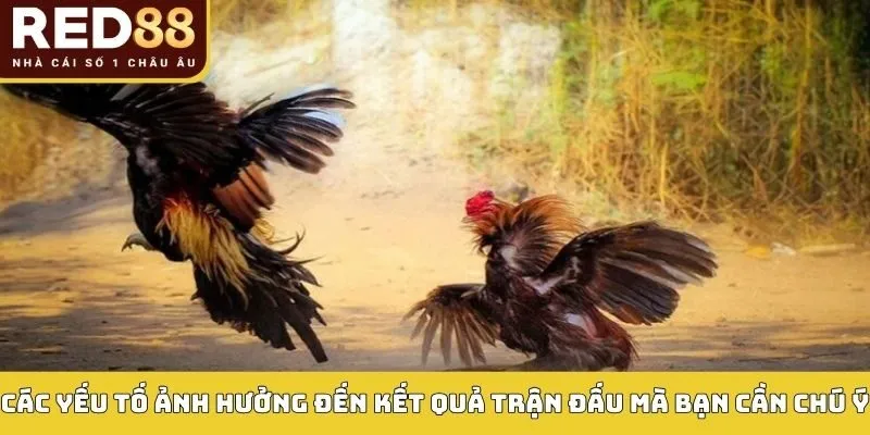 Bắt Kèo Đá Gà: Phân Tích Sâu Tỷ Lệ Cược, Tối Ưu Lợi Nhuận 4 Các yếu tố ảnh hưởng đến kết quả trận đấu mà bạn cần chú ý