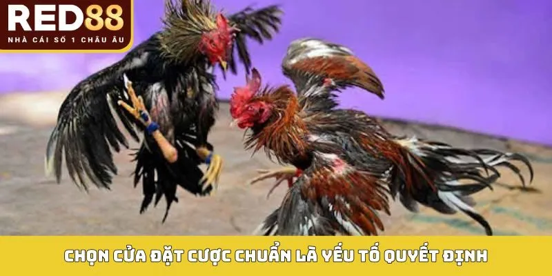ĐÁ GÀ 4 Chọn cửa đặt cược chuẩn là yếu tố quyết định