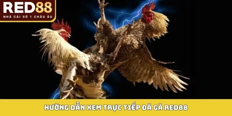 Xem Trực Tiếp Đá Gà RED88 – Hình Ảnh Sắc Nét, Kịch Tính 4 Hướng dẫn xem trực tiếp đá gà RED88