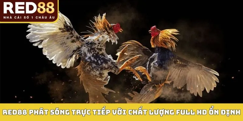 ĐÁ GÀ 2 Red88 phát sóng trực tiếp với chất lượng Full HD ổn định