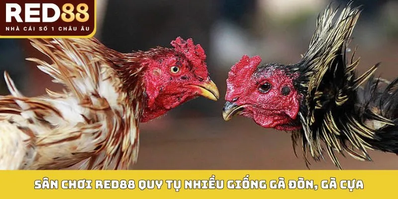 ĐÁ GÀ 1 Sân chơi Red88 quy tụ nhiều giống gà đòn, gà cựa