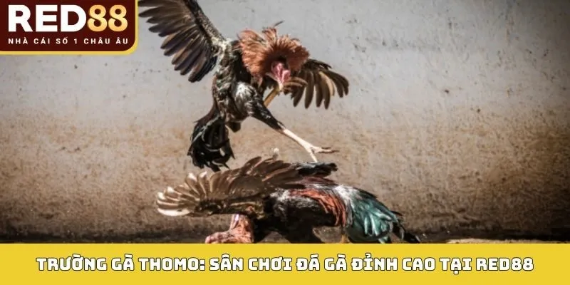 Trường Gà Thomo: Sân Chơi Đá Gà Đỉnh Cao 2026 Tại RED88 1 Trường gà Thomo tại Red88