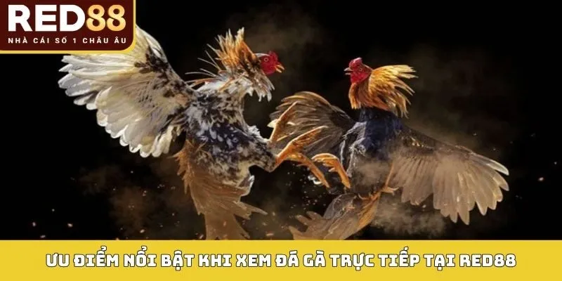 Xem Trực Tiếp Đá Gà RED88 – Hình Ảnh Sắc Nét, Kịch Tính 2 Ưu điểm nổi bật khi xem đá gà trực tiếp tại RED88